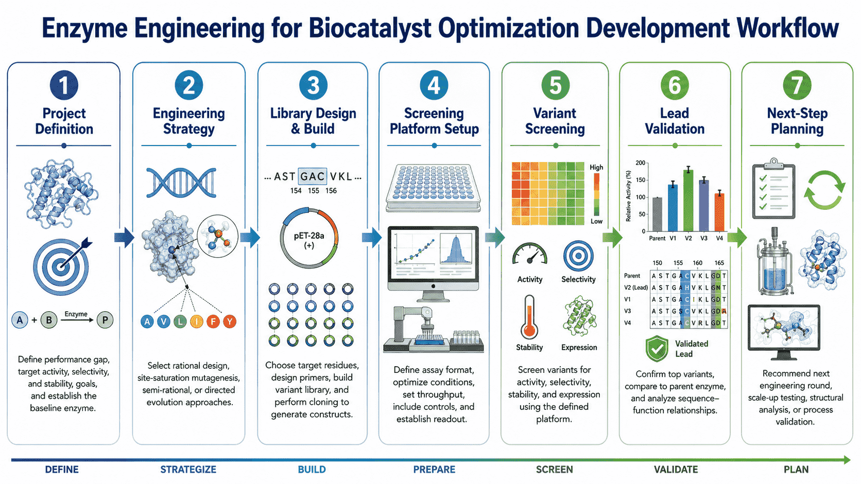 Workflow for enzyme engineering for biocatalyst optimization from parent selection and library design to screening, hit validation, and iterative improvement