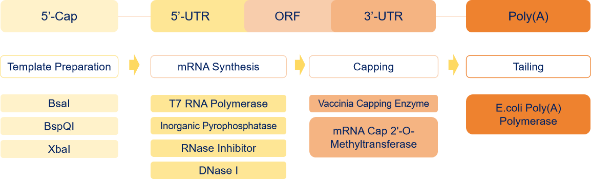 in vitro mRNA合成のための酵素