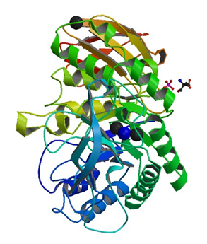 アルカリ好性Bacillus sp.707からのグルカン1,4-α-マルトヘキサオシダーゼの結晶構造