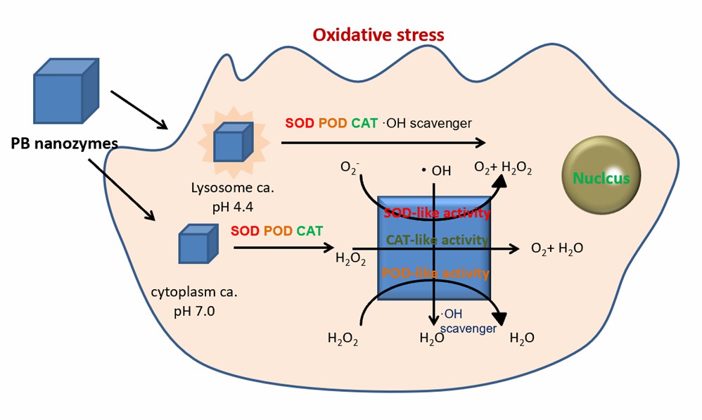 PBナノ粒子のin vitroにおける多酵素様特性。 - Creative Enzymes