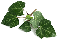 アイビーエキス