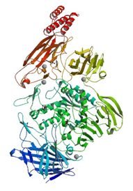 Bifidobacterium longumからのエンド-α-N-アセチルガラクトサミナーゼの結晶構造