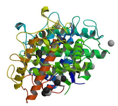 Bacillus megateriumからのチロシナーゼの結晶構造